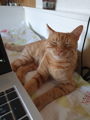 Kater Mikosch sucht sehnsüchtig sein Zuhause, EKH - Kater