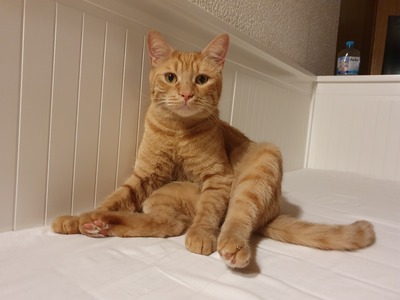 Kater Mikosch sucht sehnsüchtig sein Zuhause, EKH - Kater
