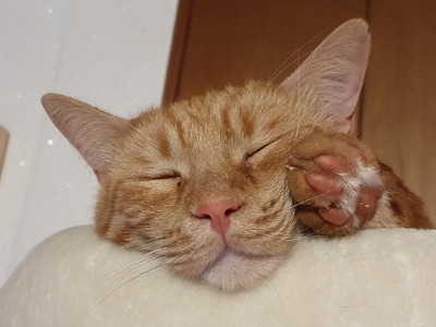 Kater Mikosch sucht sehnsüchtig sein Zuhause, EKH - Kater