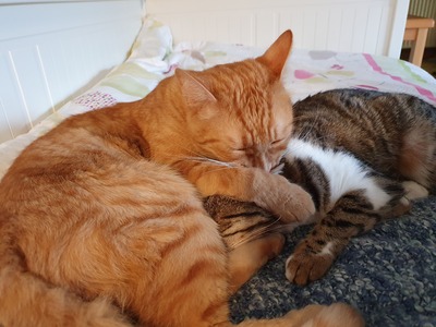 Kater Mikosch sucht sehnsüchtig sein Zuhause, EKH - Kater