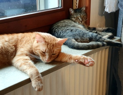 Kater Mikosch sucht sehnsüchtig sein Zuhause, EKH - Kater