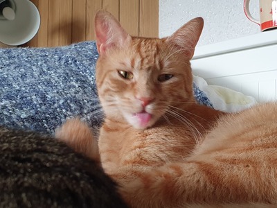Kater Mikosch sucht sehnsüchtig sein Zuhause, EKH - Kater