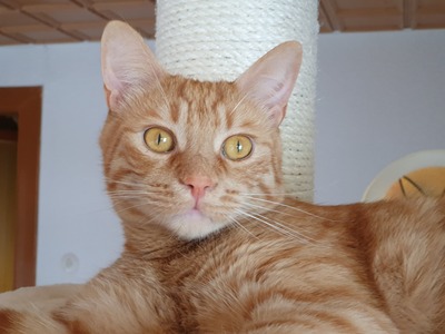 Kater Mikosch sucht sehnsüchtig sein Zuhause, EKH - Kater