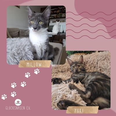 Kater Millow und Yuki packen gern ihren Koffer, EKH Jungtier - Kater