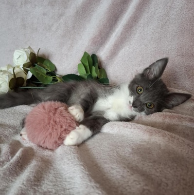 Kater Millow und Yuki packen gern ihren Koffer, EKH Jungtier - Kater