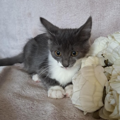 Kater Millow und Yuki packen gern ihren Koffer, EKH Jungtier - Kater