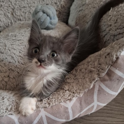 Kater Millow und Yuki packen gern ihren Koffer, EKH Jungtier - Kater