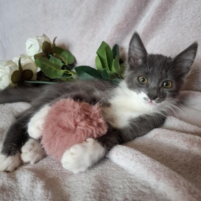 Kater Millow und Yuki packen gern ihren Koffer, EKH Jungtier - Kater