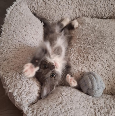 Kater Millow und Yuki packen gern ihren Koffer, EKH Jungtier - Kater
