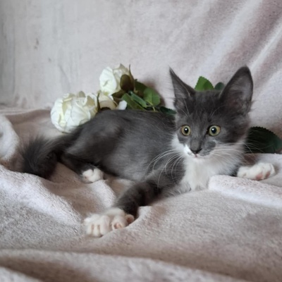 Kater Millow und Yuki packen gern ihren Koffer, EKH Jungtier - Kater