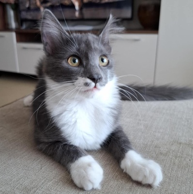 Kater Millow und Yuki packen gern ihren Koffer, EKH Jungtier - Kater