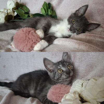 Kater Millow und Yuki packen gern ihren Koffer, EKH Jungtier - Kater