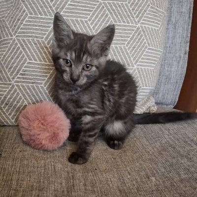 Kater Millow und Yuki packen gern ihren Koffer, EKH Jungtier - Kater