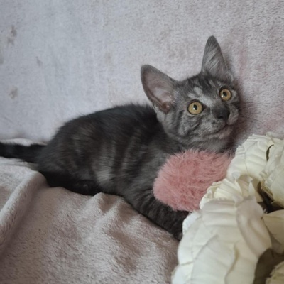 Kater Millow und Yuki packen gern ihren Koffer, EKH Jungtier - Kater