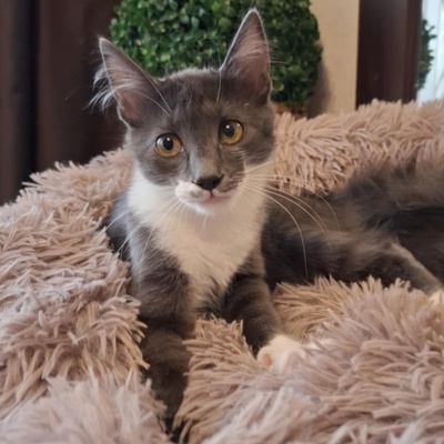 Kater Millow und Yuki packen gern ihren Koffer, EKH Jungtier - Kater