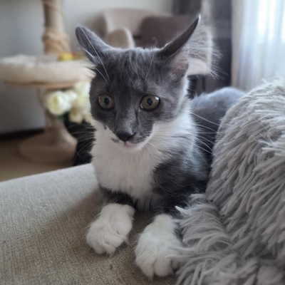Kater Millow und Yuki packen gern ihren Koffer, EKH Jungtier - Kater