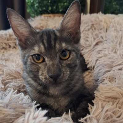 Kater Millow und Yuki packen gern ihren Koffer, EKH Jungtier - Kater