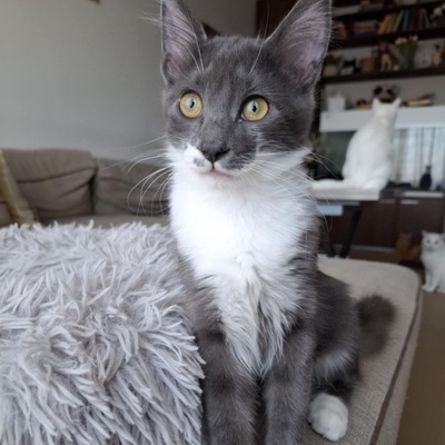 Kater Millow und Yuki packen gern ihren Koffer, EKH Jungtier - Kater