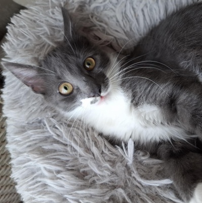 Kater Millow und Yuki packen gern ihren Koffer, EKH Jungtier - Kater