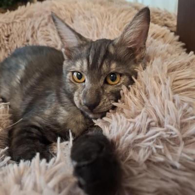 Kater Millow und Yuki packen gern ihren Koffer, EKH Jungtier - Kater