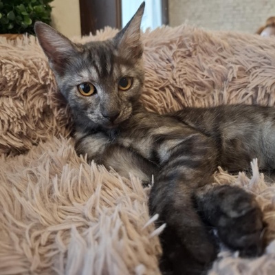 Kater Millow und Yuki packen gern ihren Koffer, EKH Jungtier - Kater