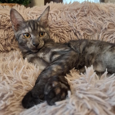 Kater Millow und Yuki packen gern ihren Koffer, EKH Jungtier - Kater