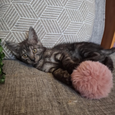 Kater Millow und Yuki packen gern ihren Koffer, EKH Jungtier - Kater