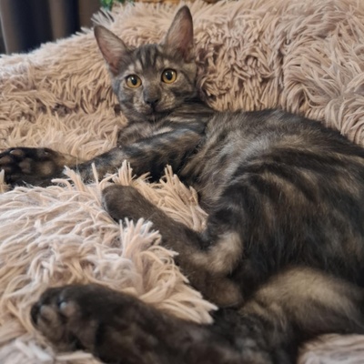 Kater Millow und Yuki packen gern ihren Koffer, EKH Jungtier - Kater