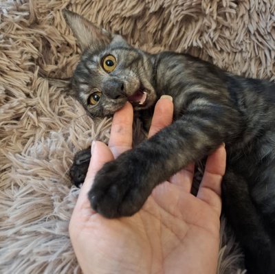 Kater Millow und Yuki packen gern ihren Koffer, EKH Jungtier - Kater