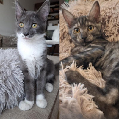 Kater Millow und Yuki packen gern ihren Koffer, EKH Jungtier - Kater