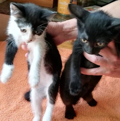 Kater Mocca hofft auf sein eigenes Körbchen, EKH - Kater