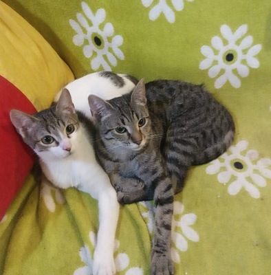 Kater Mogli und Pino möchten gern reisen, EKH - Kater