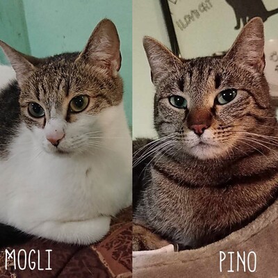 Kater Mogli und Pino möchten gern reisen, EKH - Kater