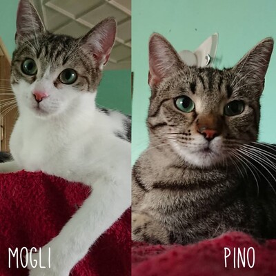 Kater Mogli und Pino möchten gern reisen, EKH - Kater