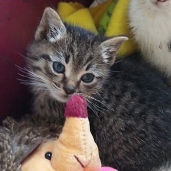 Kater Mogli und Pino warten auf Post von Dir, EKH - Kater