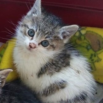 Kater Mogli und Pino warten auf Post von Dir, EKH - Kater