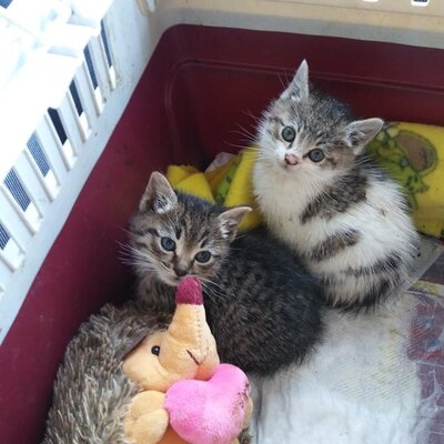 Kater Mogli und Pino warten auf Post von Dir, EKH - Kater