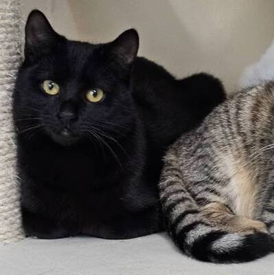 Kater Mohrle möchte Dein Herz erobern, EKH - Kater