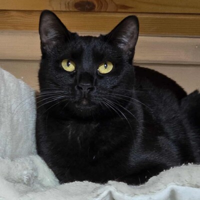 Kater Mohrle möchte Dein Herz erobern, EKH - Kater