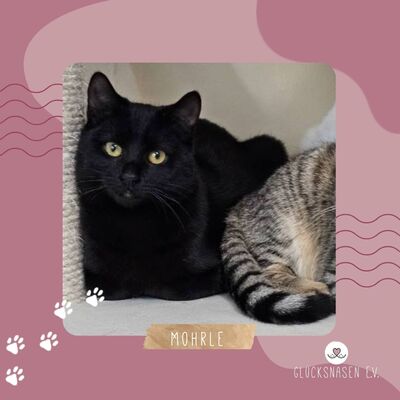 Kater Mohrle sucht sein Personal