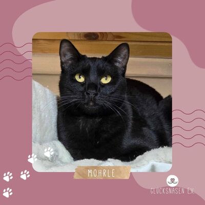 Kater Mohrle sucht seine Familie, EKH - Kater