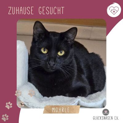 Kater Mohrle wartet auf Post von Dir