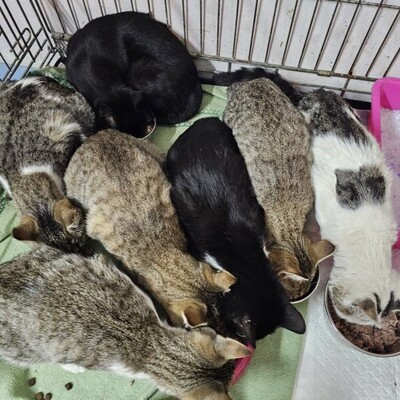 Kater Mohrle wünscht sich eine Familie, EKH - Kater