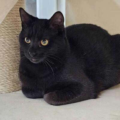 Kater Mohrle wünscht sich eine Familie, EKH - Kater