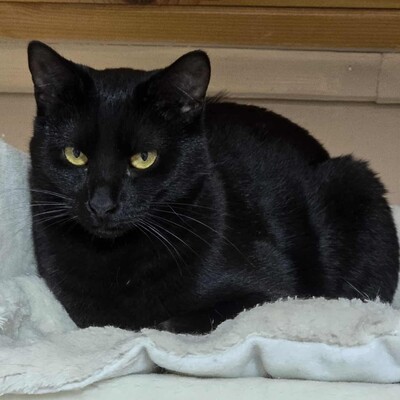 Kater Mohrle wünscht sich eine Familie, EKH - Kater