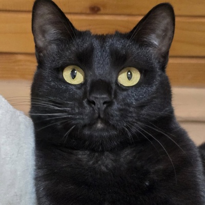 Kater Mohrle wünscht sich eine Familie, EKH - Kater