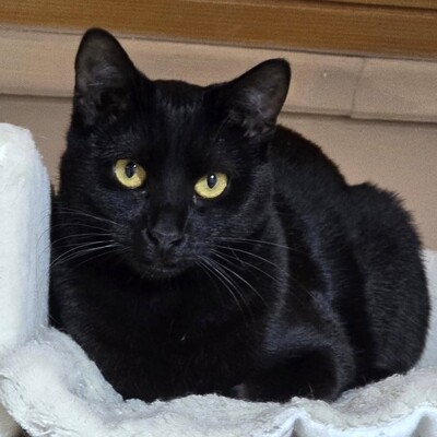 Kater Mohrle wünscht sich eine Familie, EKH - Kater