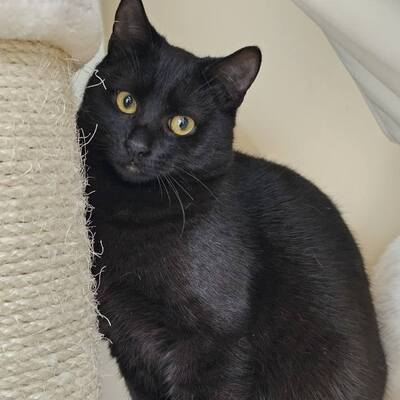 Kater Mohrle wünscht sich eine Familie, EKH - Kater