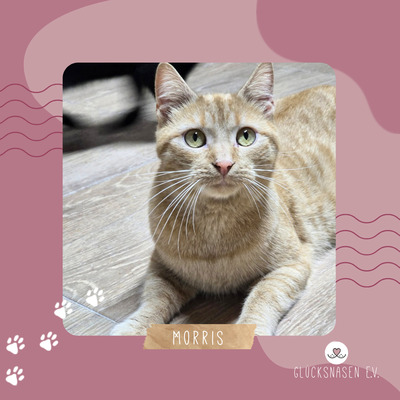 Kater Morris möchte ein Familienmitglied werden, EKH - Kater