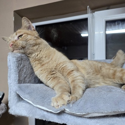 Kater Morris möchte ein Familienmitglied werden, EKH - Kater